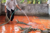 Lỗ nặng nghề buôn quái vật đường sông ở Việt Nam