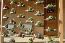 Bí quyết độc trồng cây từ vỏ chai nhựa