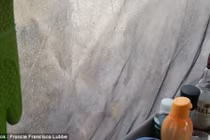 Clip: Vợ chồng đang ngủ hoảng hồn thấy sư tử nằm ngay cạnh