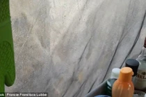 Clip: Vợ chồng đang ngủ hoảng hồn thấy sư tử nằm ngay cạnh