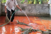 Lỗ nặng nghề buôn quái vật đường sông ở Việt Nam