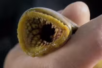 Mất vía cá hút máu người ngập lòng sông với số lượng kỉ lục