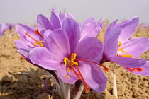 Ông chủ Khaisilk tiết lộ về gia vị đắt đỏ nhất thế giới 