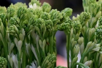 Vì sao cắm hoa huệ trên bàn thờ vào dịp lễ Vu Lan?