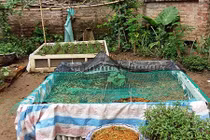 Chiêu "độc" mắc màn cho rau của nông dân phố 
