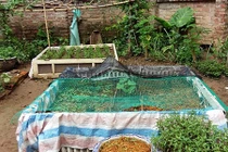 Chiêu "độc" mắc màn cho rau của nông dân phố 