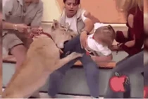 Bé gái bị sư tử vồ ngay trên sóng truyền hình gây sốc