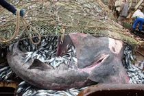 Trút mẻ lưới lớn, kinh ngạc khi thấy thứ này chui ra 