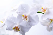 Muốn chiêu tài, người mệnh Kim chớ bỏ qua 6 loại cây sau