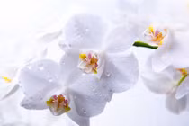 Muốn chiêu tài, người mệnh Kim chớ bỏ qua 6 loại cây sau