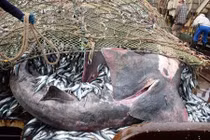 Trút mẻ lưới lớn, kinh ngạc khi thấy thứ này chui ra 