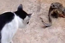 Rắn bị cóc ngậm chặt trong miệng vẫn cố chiến đấu với mèo