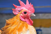 Choáng đại gia HN nuôi gà “quý tộc” giá vài nghìn USD trên sân thượng