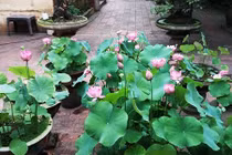 Ngẩn ngơ ngắm ngôi nhà phố Hà Nội ngập tràn sắc sen