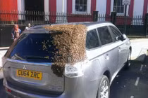 Kinh hoàng đàn ong thợ rượt đuổi mỹ nhân cứu ong chúa