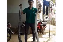 Rợn người thanh niên tay không bắt 2 con rắn khủng