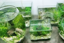 Bảo vật phong thủy của 12 con giáp thu hút tài lộc