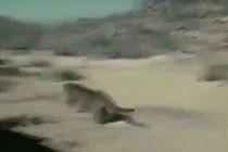 Sư tử chạy trối chết vì bị lợn rừng truy đuổi