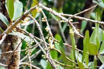 Ngắm "thần mai" cổ thụ siêu quý hiếm ở miền Tây