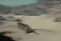 Sư tử chạy trối chết vì bị lợn rừng truy đuổi