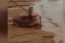 Suýt ngất vì đặt bẫy cua bắt được... cá sấu
