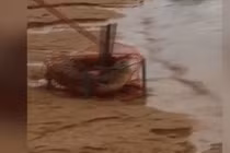 Suýt ngất vì đặt bẫy cua bắt được... cá sấu