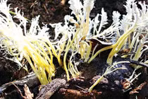 Choáng váng bữa tiệc “vàng ròng” của Từ Hy Thái hậu