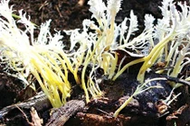 Choáng váng bữa tiệc “vàng ròng” của Từ Hy Thái hậu