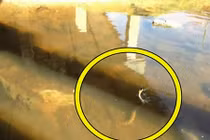 Hoảng hồn khi đang câu cá lại tóm được rắn khổng lồ