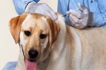 TP HCM: Lần đầu tiên sau 10 năm có người chết vì chó dại