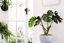 Không gian sống đẹp tinh tế và trong lành nhờ cây xanh