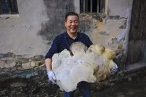 Phát hiện “nấm trường sinh” khổng lồ cực quý trong núi sâu