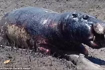 30 hà mã bị nướng chín vì nắng nóng kỷ lục ở Kenya