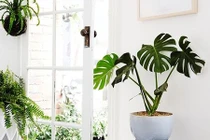 Không gian sống đẹp tinh tế và trong lành nhờ cây xanh