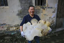 Phát hiện “nấm trường sinh” khổng lồ cực quý trong núi sâu