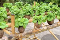 Vườn rau xanh tốt trong vỏ dừa, tiết kiệm chi phí lại đẹp nhà