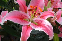 Hoa khử độc tố nhà nào cũng cần có trong ngày Tết 