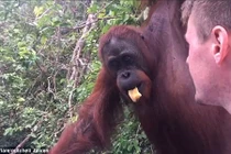 Cố tình chụp ảnh, du khách bị đười ươi tát vào mặt