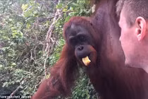 Cố tình chụp ảnh, du khách bị đười ươi tát vào mặt