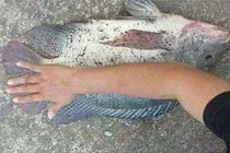 Chủ nhân cặp cá rô phi "khổng lồ" quyết không bán, để ăn nhậu