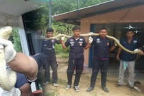 Rụng rời khi phát hiện hổ mang chúa dài hơn 5m "gõ cửa nhà"