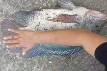 Chủ nhân cặp cá rô phi "khổng lồ" quyết không bán, để ăn nhậu