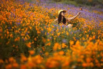 Cánh đồng hoa Mỹ đóng cửa vì du khách...dẫm tan hoang