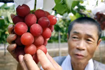 Loạt trái cây Nhật Bản giá "khủng" bán không xuể ở Việt Nam