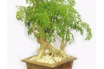 Đinh lăng - “nhâm sâm của người nghèo” ít ai biết để tận dụng 