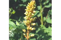 Gợi ý cách dùng thiên ma chữa bệnh