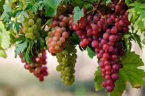 Tại sao không nên tặng nho cho người ốm? 