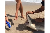 Phẫn nộ cảnh thanh niên dùng răng cá mập mở lon bia 