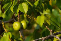 Cận cảnh loài cây kịch độc chỉ đứng cạnh thôi cũng mất mạng