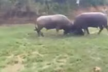 Xúm lại xem trâu làng nghiệp dư giao chiến ác liệt